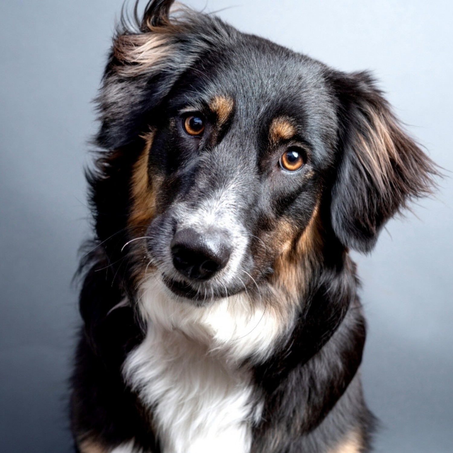Pet Headshot Photography Examples, Cost, & Tips HeadShots Inc